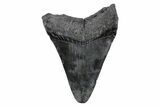 Fossil Megalodon Tooth - South Carolina #362194-1